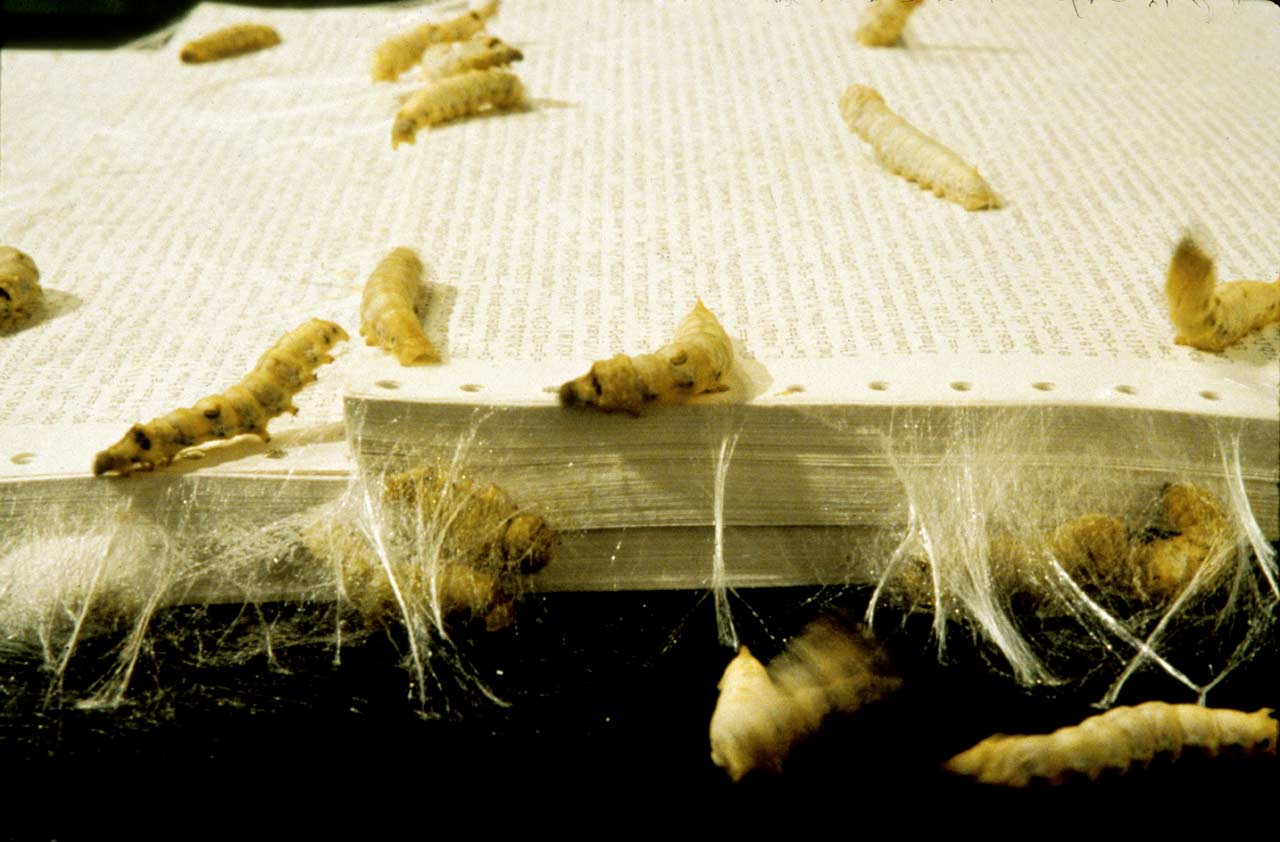 American Silkworm Series Part II