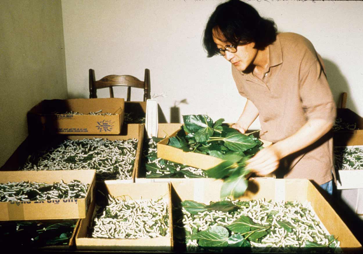 American Silkworm Series Part II