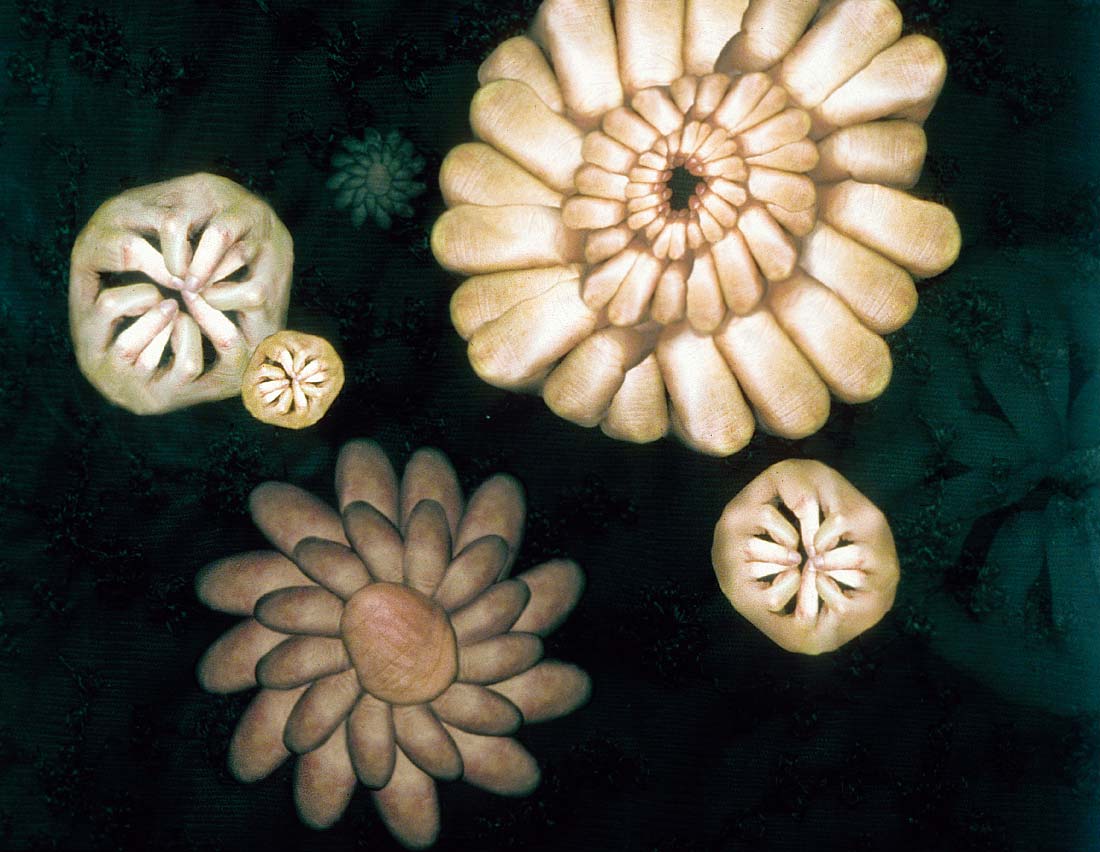Body Garden
