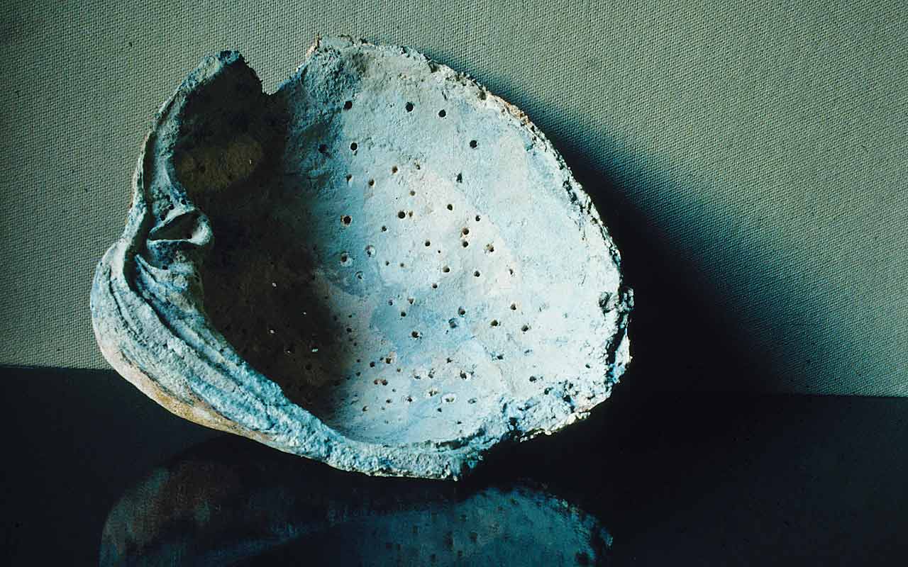 Old Clam